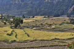 stages of harvest