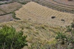 superimposed wind pattern