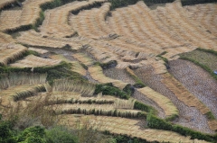 surely the beauty is accidental and incidental