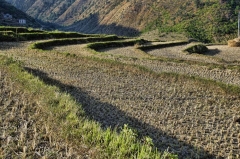 tiered irrigated fields