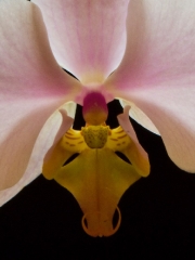 backlit-orchid-2a
