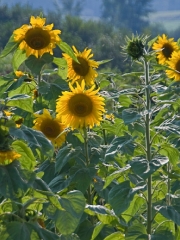 backlit-sunflowers-troy-vt