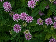 cow-vetch-westmore-vt