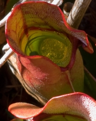 ice-cube-in-pitcher-plant