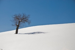 lone-tree-grey-ledge