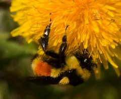 may-bumblebee