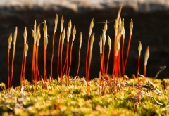 moss-about-to-bloom