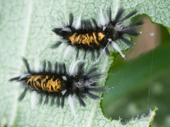 pair-of-milkweed-moth-caterpillars