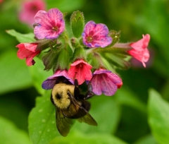 pulmonaria and bumblebee3