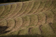 recently mown field