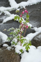 bleeding-hearts-in-snow