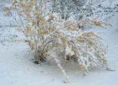 forsythia-spring-in-vermont