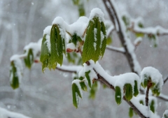more-snowy-horse-chestnuts