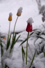 more-snowy-tulips