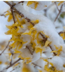 snowed-upon-forsythia