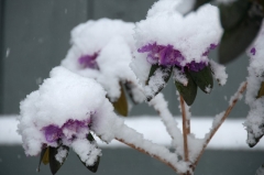 snowy-azaleas