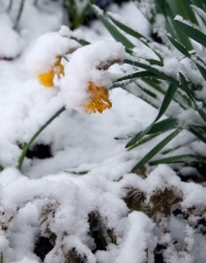 snowy-bent-daffodils