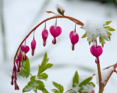 snowy-bleeding-heart