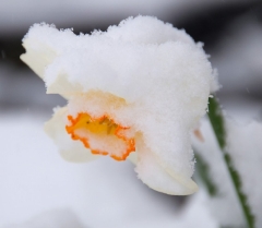 snowy-daffodil