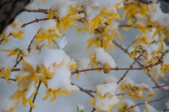 snowy-forsythia