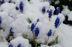 snowy-grape-hyacinths