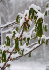 snowy-horse-chestnut