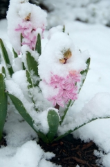 snowy-pink-hyacinths