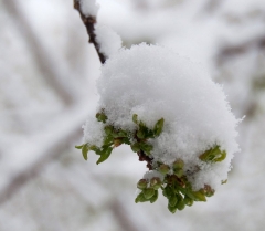 snowy-plum-buds-2