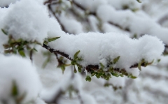 snowy-plum-buds