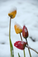 snowy-tulips