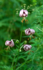 turks-head-lilies