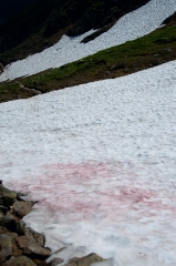 011red-fungus-on-snow