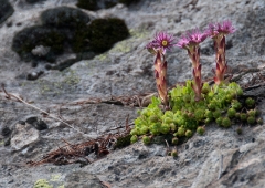 014alpine-succulents-2