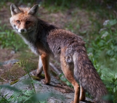 017not-very-shy-fox