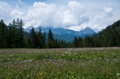 021alpine-meadow