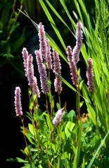 025alpine-garden-in-arolla