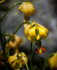 026alpine-garden-in-arolla_6