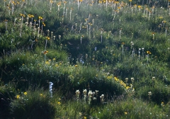 070backlit-daisies