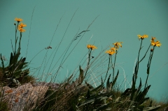 075daisies-against-glacial-lake