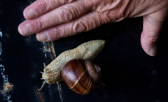 088snail-size